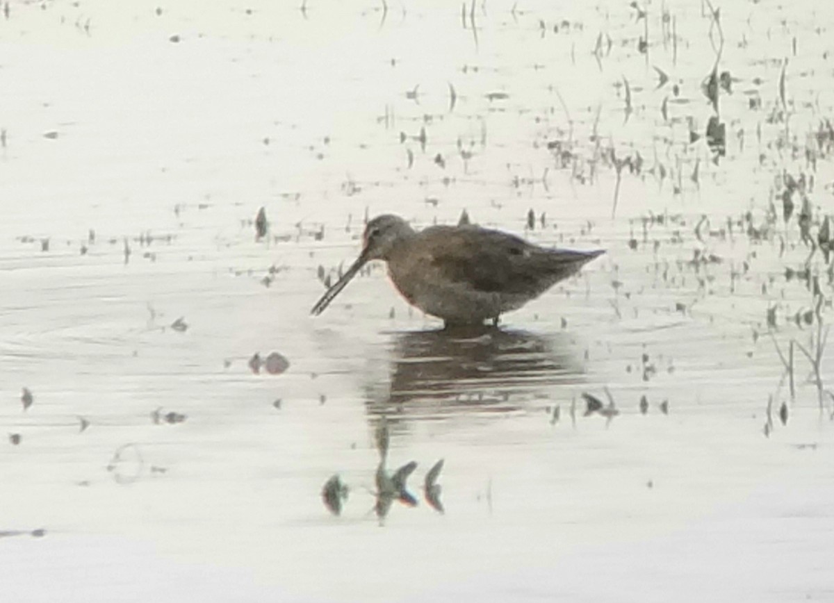 Long-billed Dowitcher - ML317288471