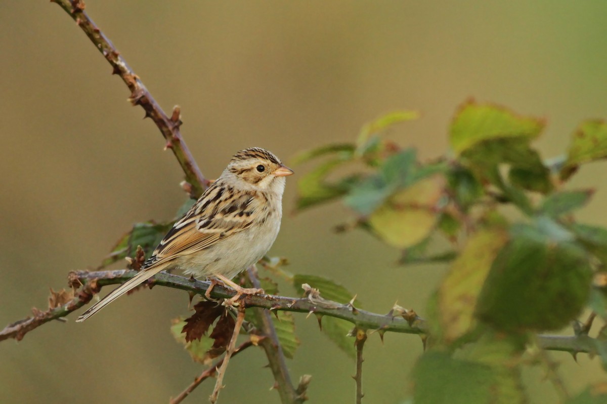 Clay-colored Sparrow - ML31728901