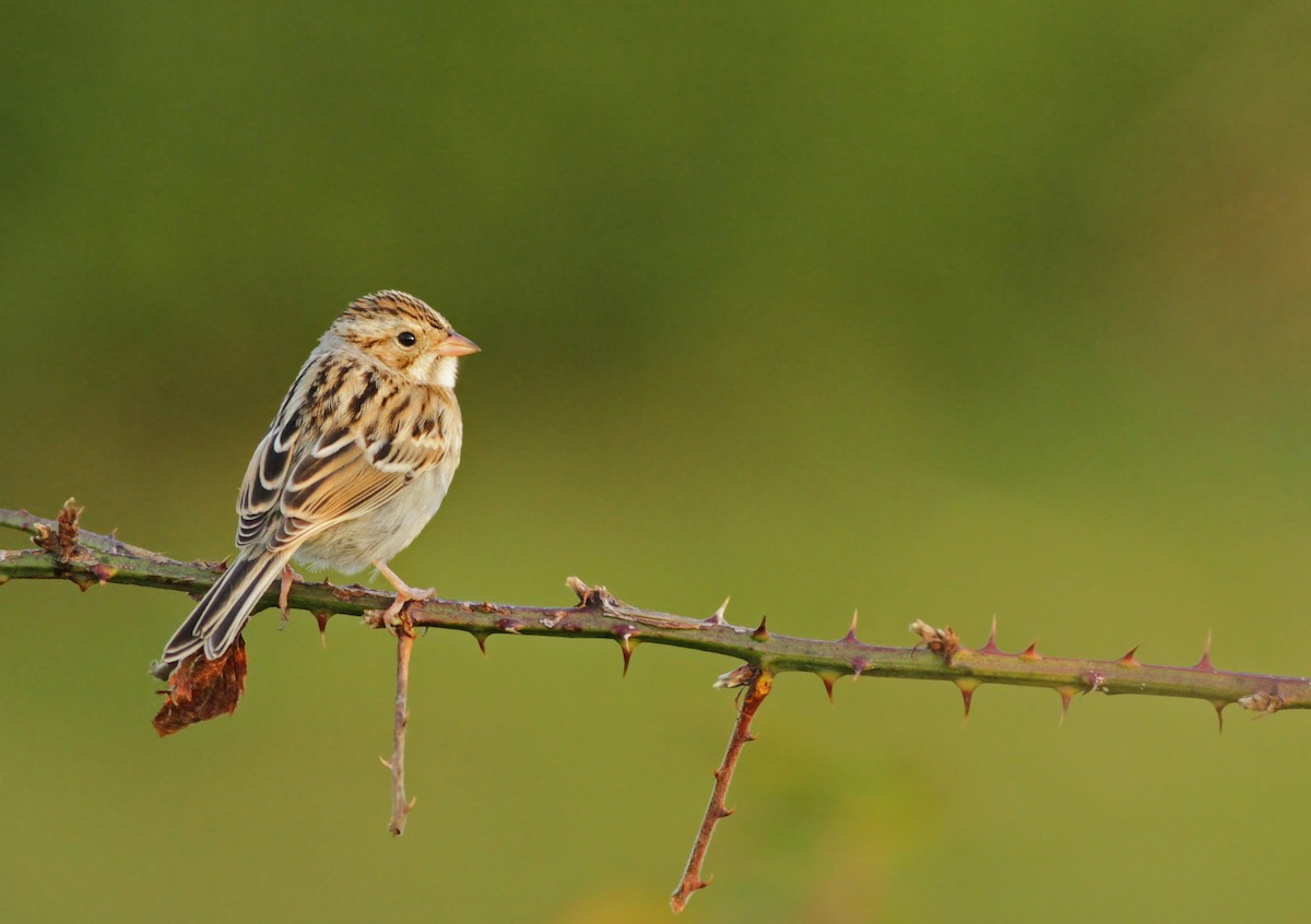 Clay-colored Sparrow - ML31728911