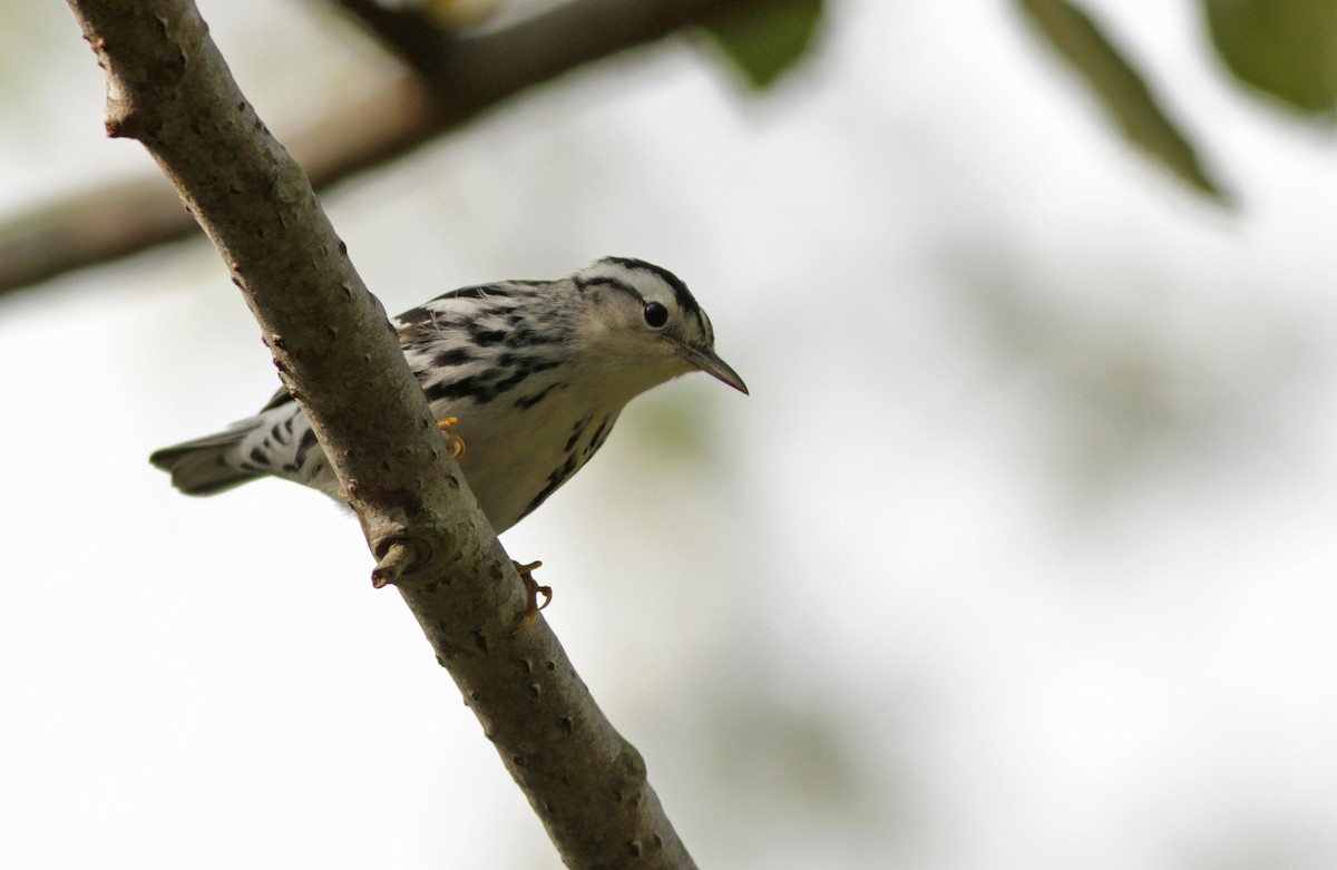 Black-and-white Warbler - ML31729021