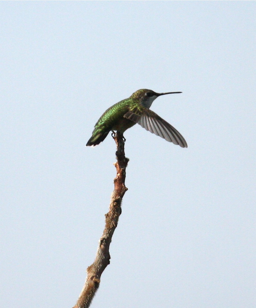 Ruby-throated Hummingbird - Marshall Iliff