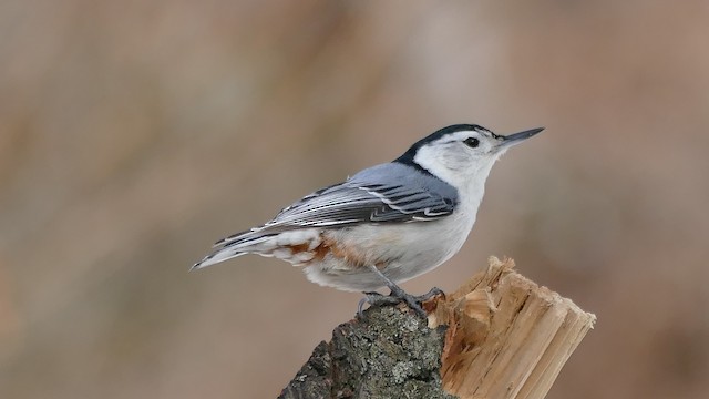 White-breasted Nuthatch (Eastern)