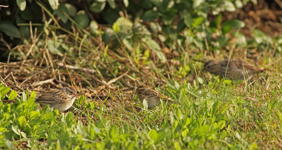 Clay-colored Sparrow - ML31729301