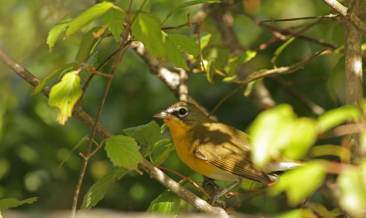 Yellow-breasted Chat - ML31729321