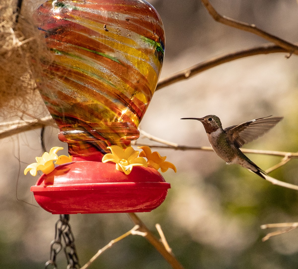 Anna's Hummingbird - ML317294151