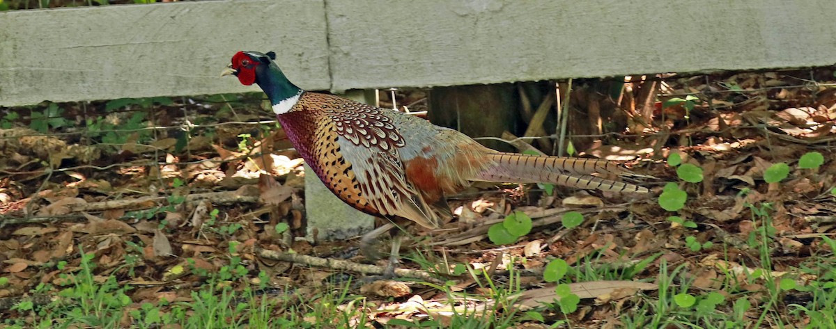 Ring-necked Pheasant - ML317294541