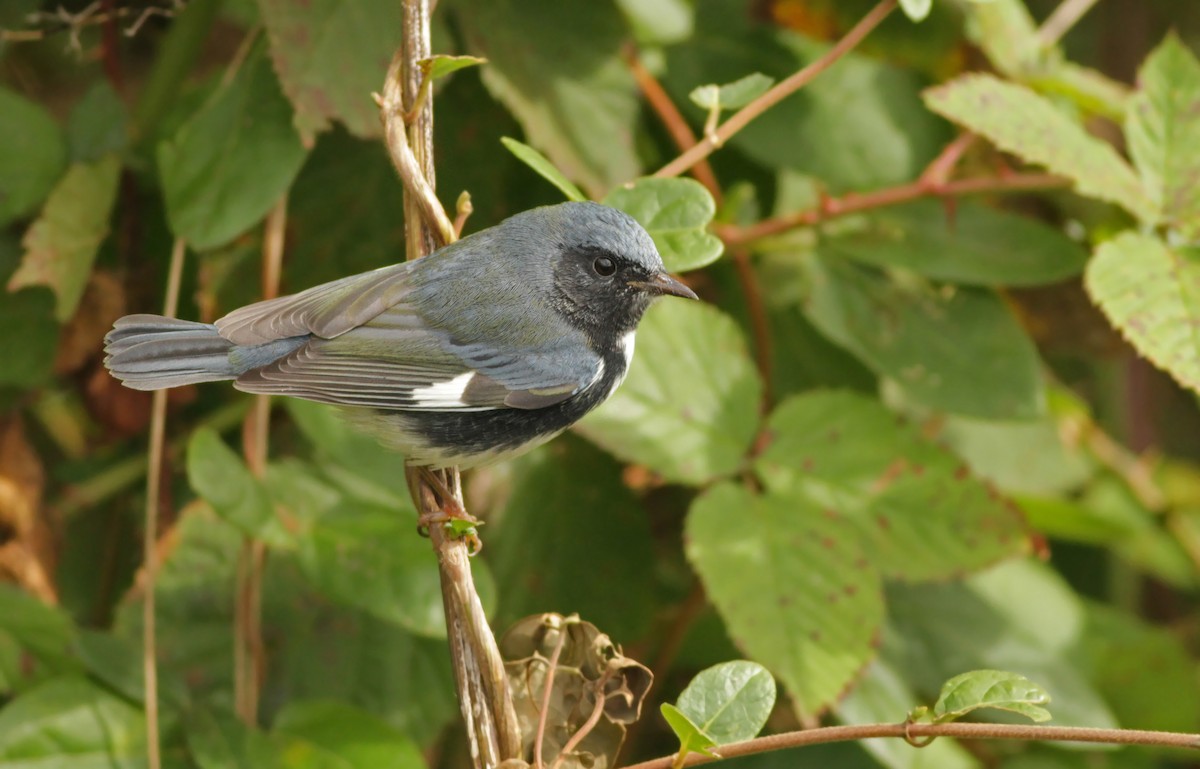 Black-throated Blue Warbler - Ian Davies