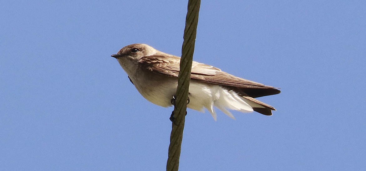 Northern Rough-winged Swallow - ML317296211