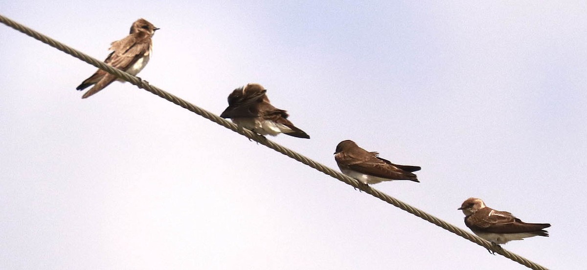 Northern Rough-winged Swallow - ML317296291