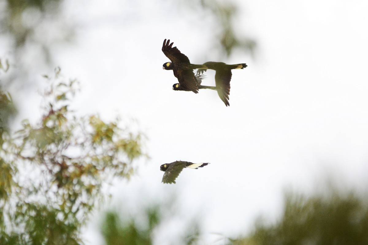 Yellow-tailed Black-Cockatoo - Susan Kruss