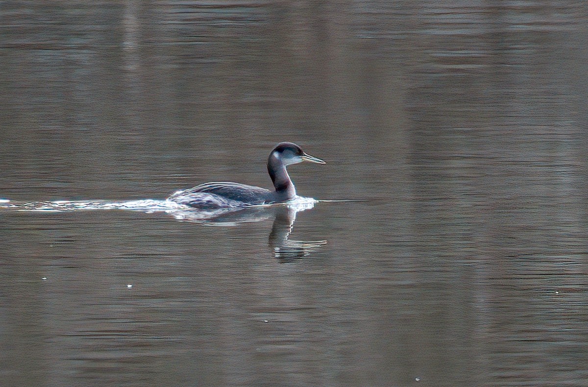 Red-necked Grebe - ML317299931