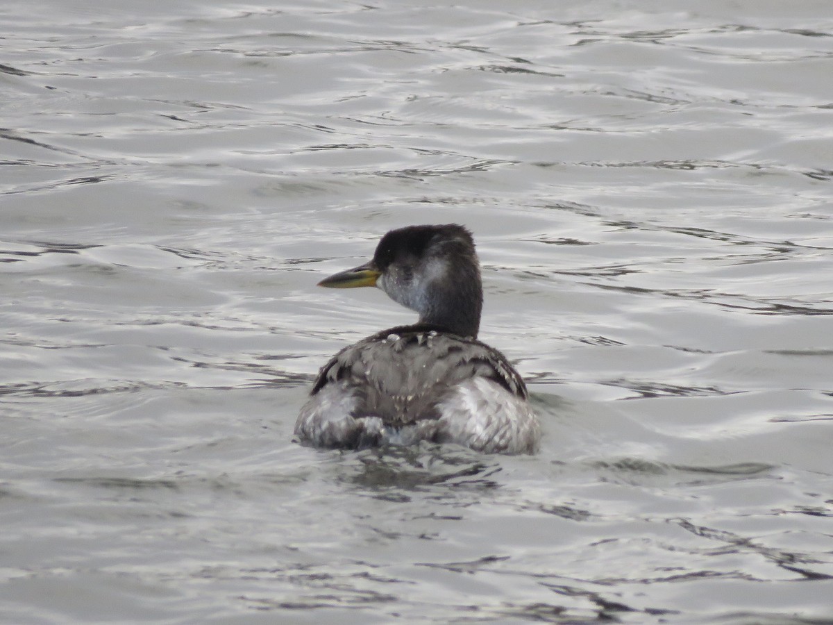 Red-necked Grebe - ML317300671