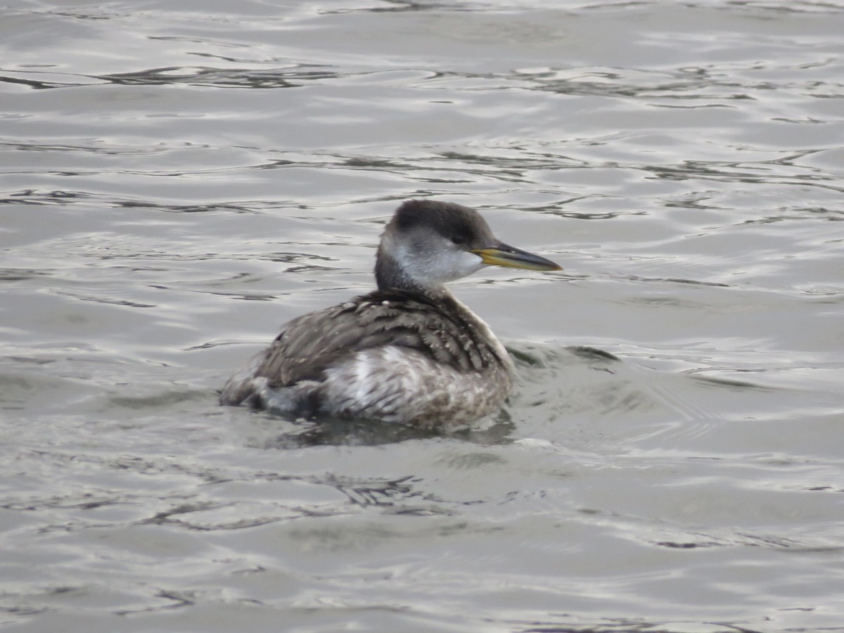 Red-necked Grebe - ML317300721