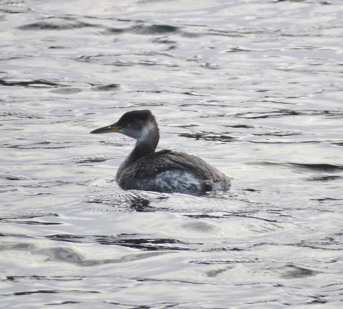 Red-necked Grebe - ML317300801