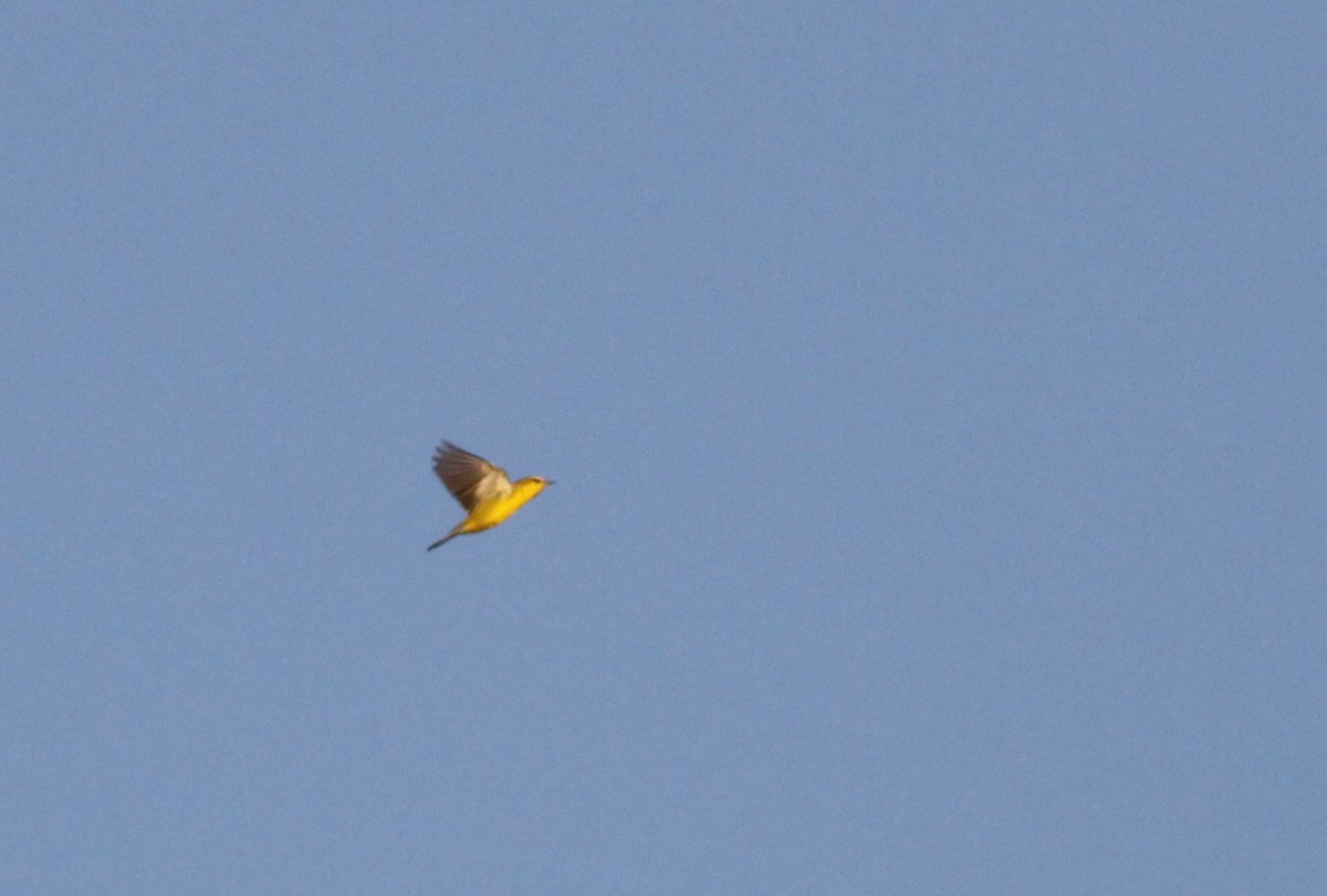 Blue-winged Warbler - ML31730951