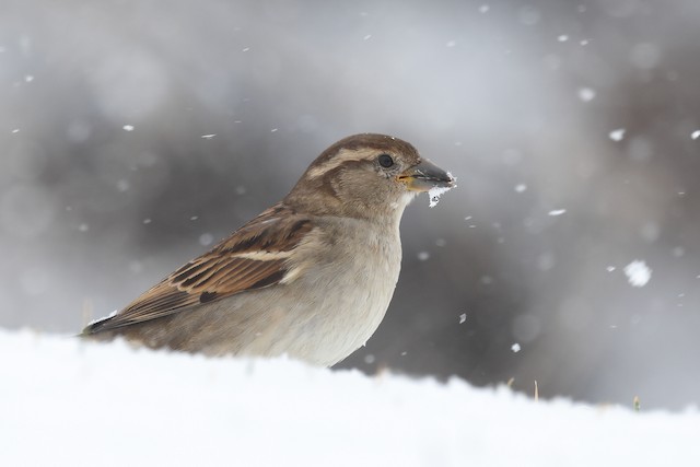 house sparrow female winter