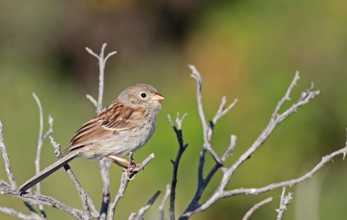Field Sparrow - Ian Davies