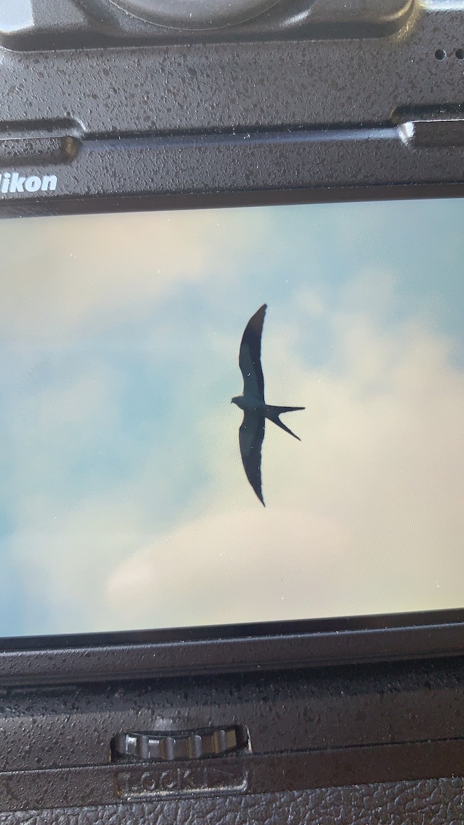 Swallow-tailed Kite - ML317314261