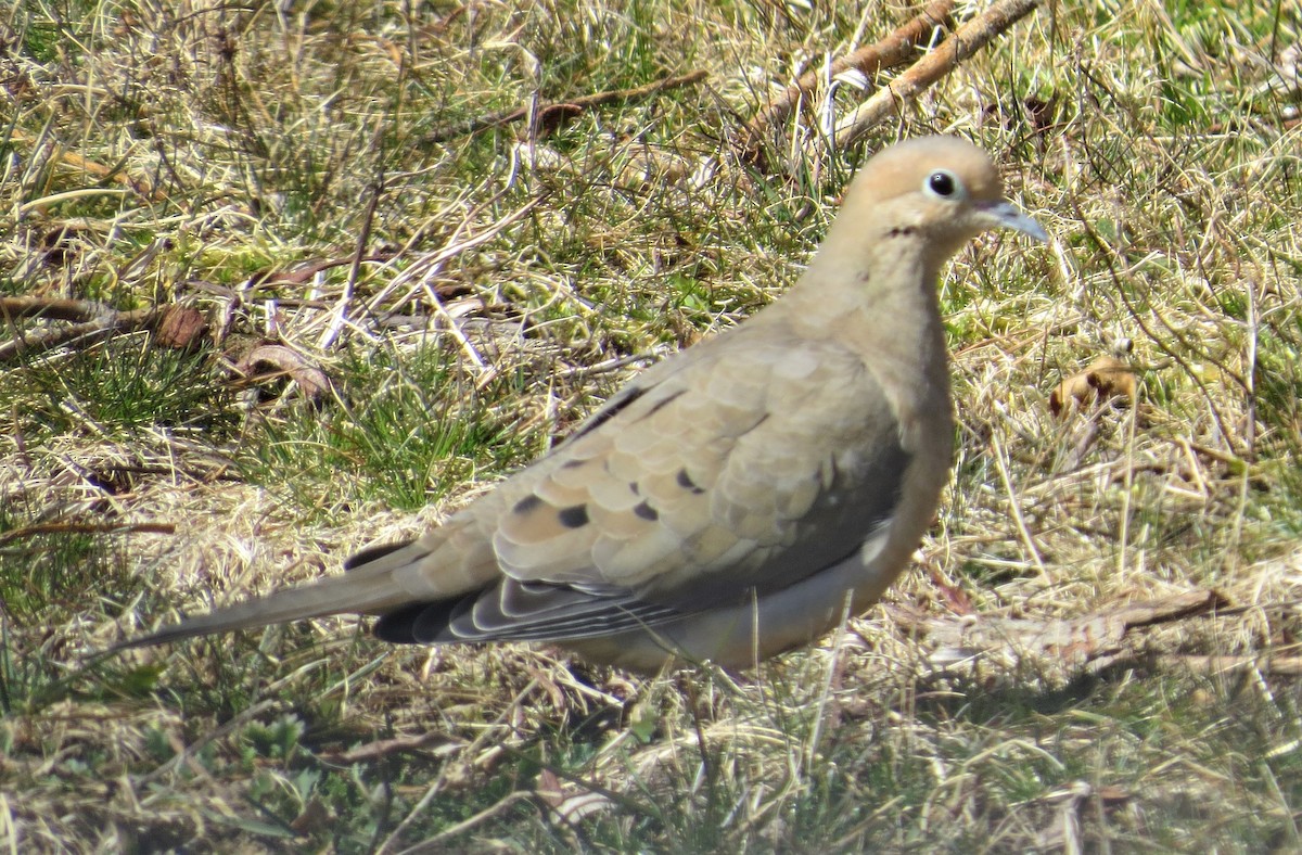 Mourning Dove - James Hirtle