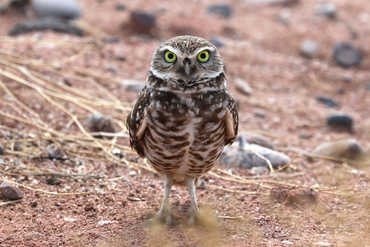 Burrowing Owl - ML317323861