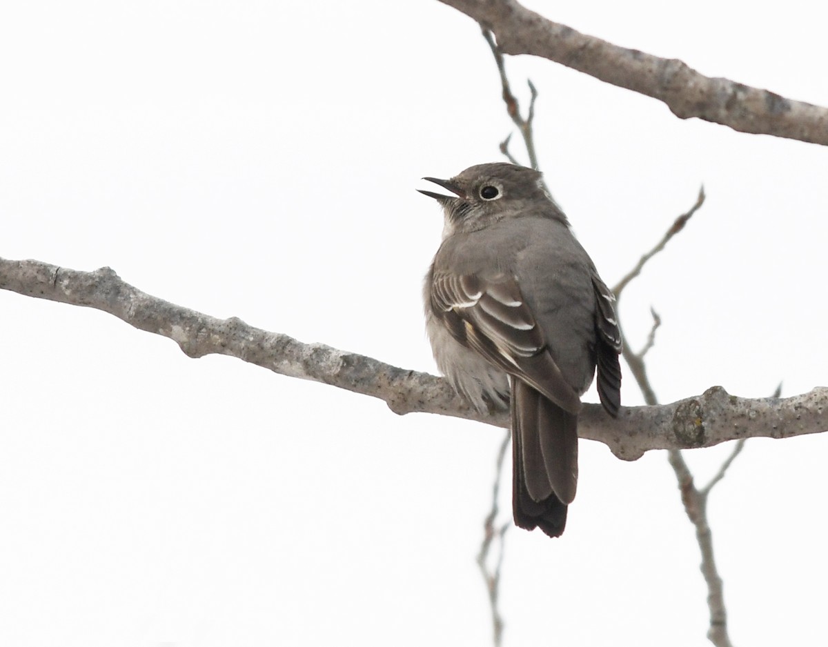 Townsend's Solitaire - ML317325881