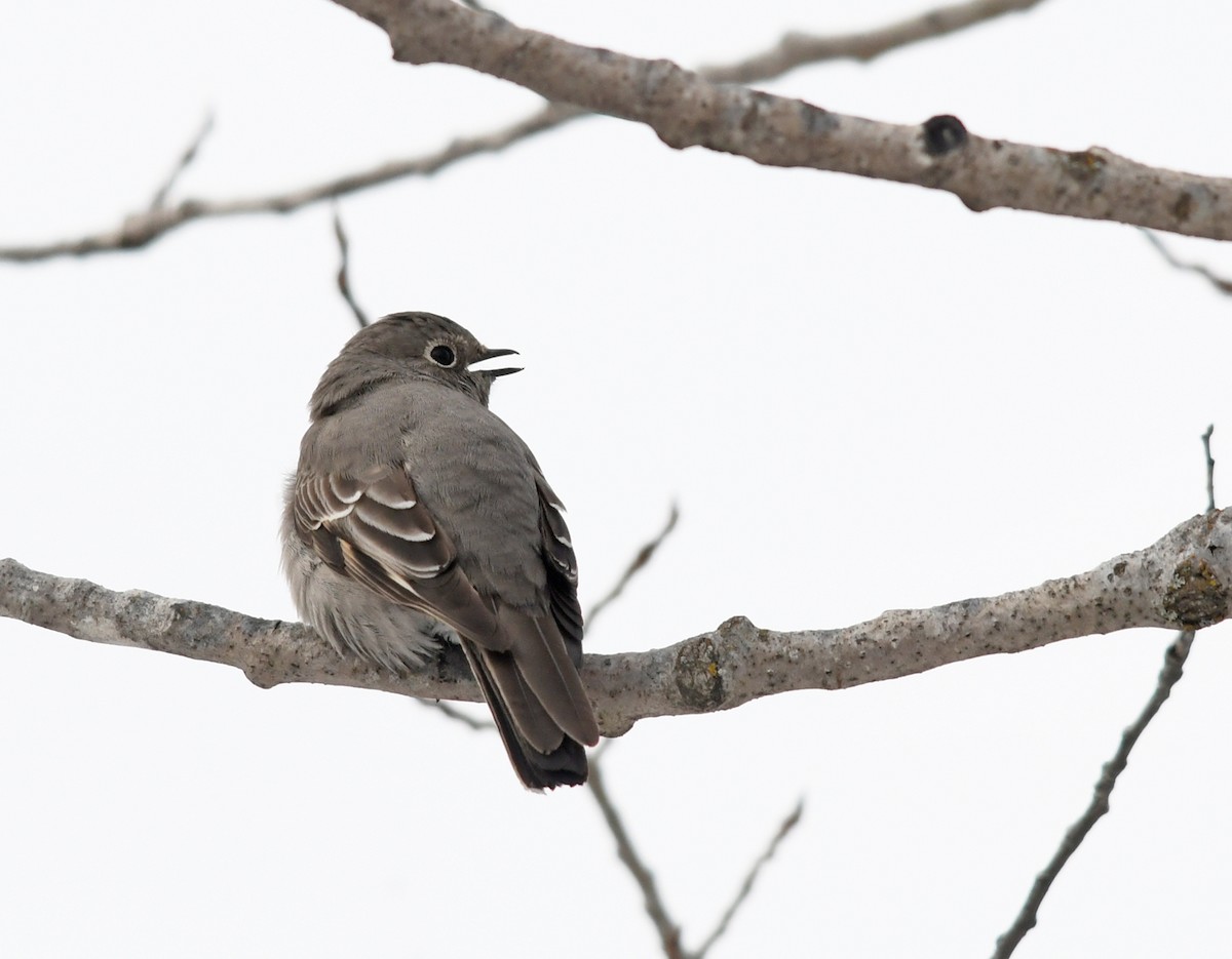 Townsend's Solitaire - ML317325931