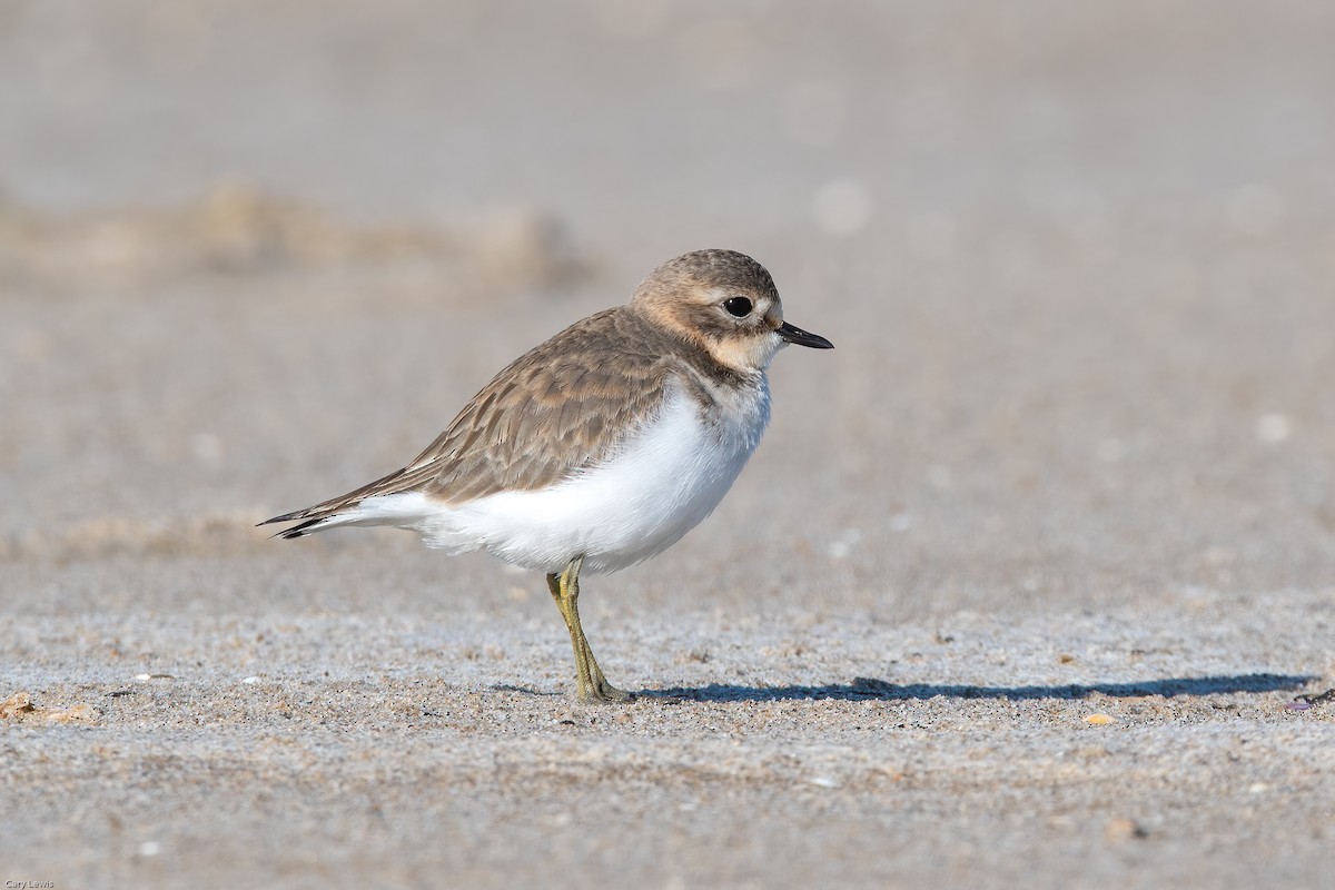 Double-banded Plover - ML317326121