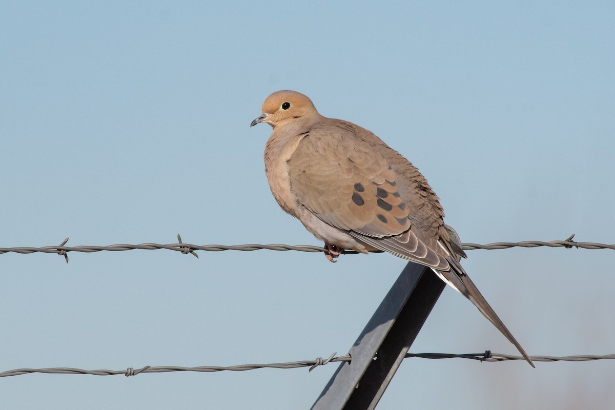Mourning Dove - Ron Riley