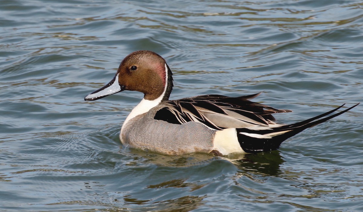Northern Pintail - Armin Adly