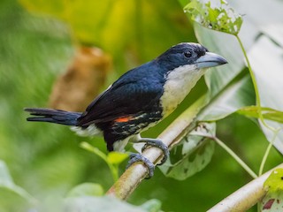  - Spot-crowned Barbet