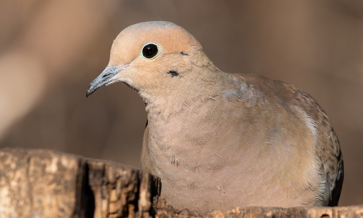 Mourning Dove - Cesar Ponce