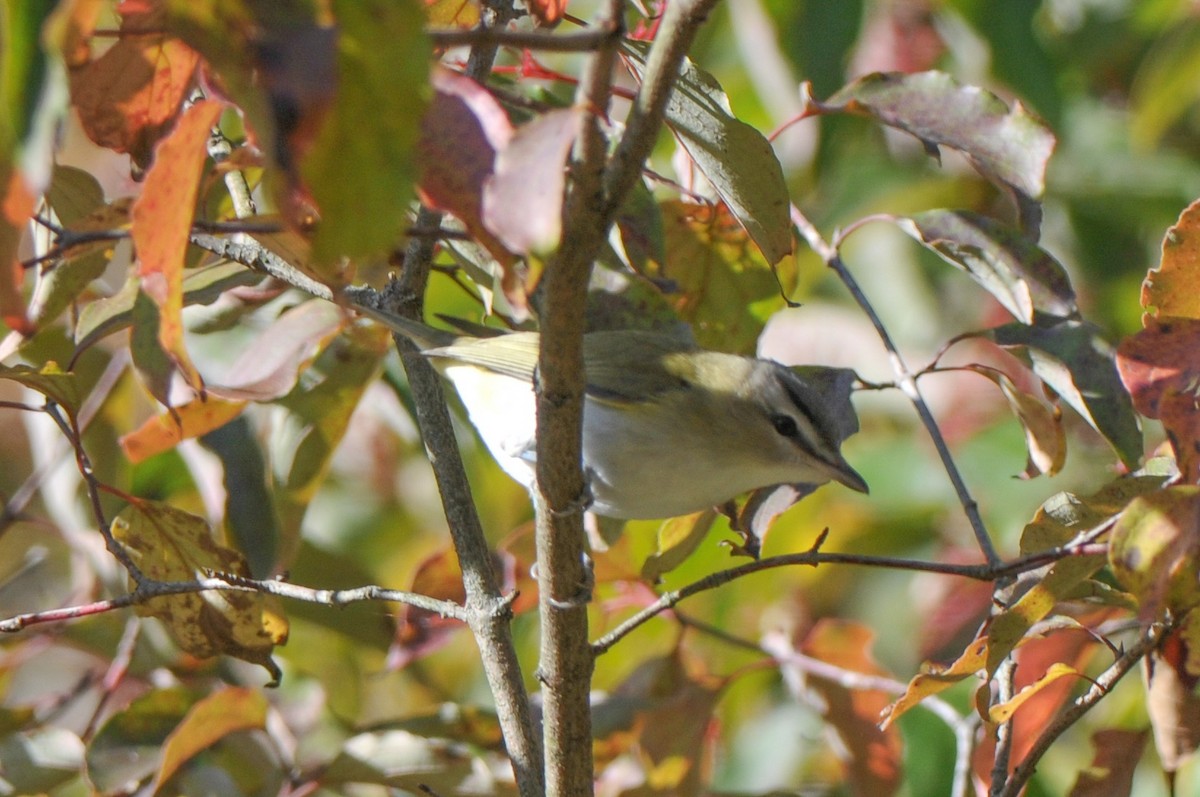 Red-eyed Vireo - Cory Gregory