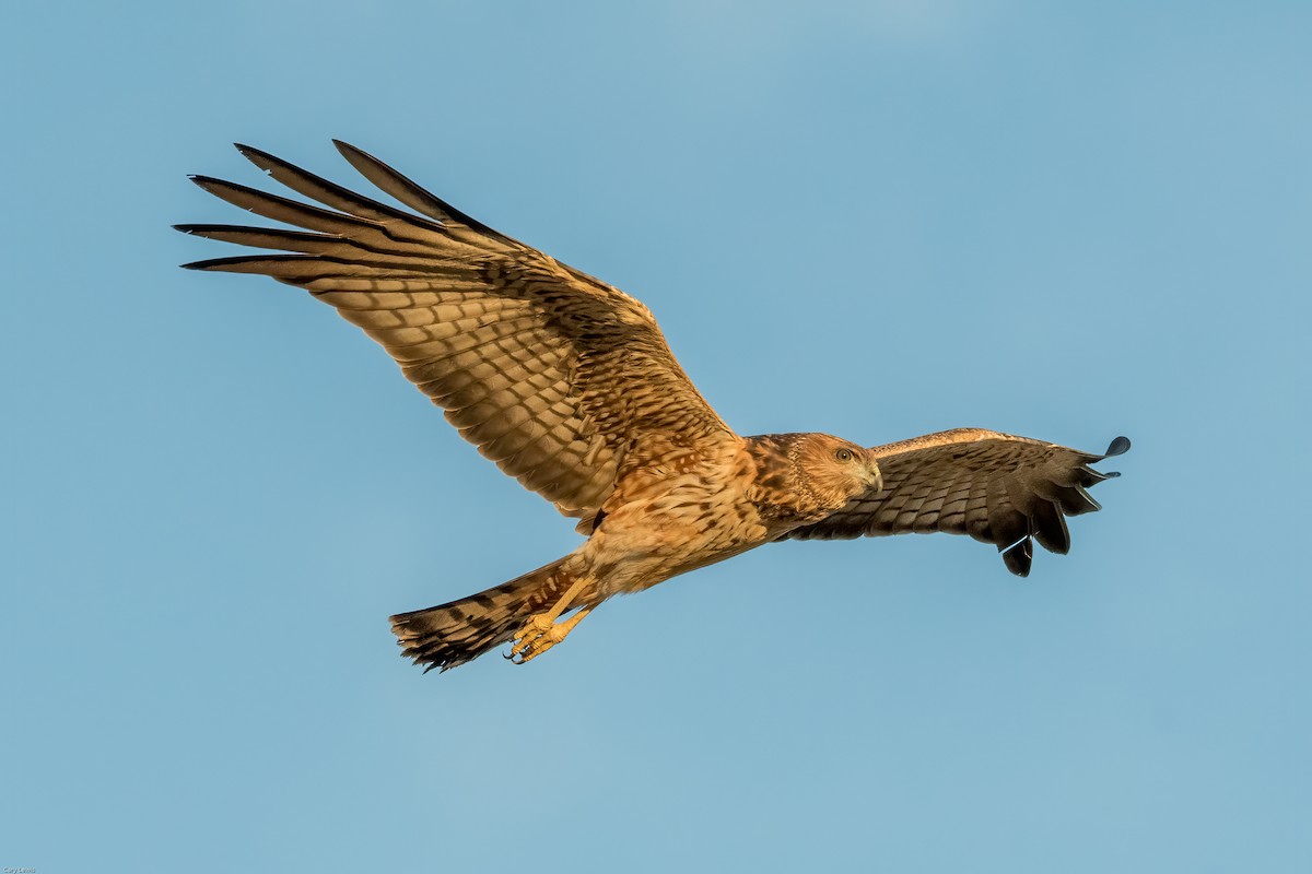 Spotted Harrier - Cary Lewis