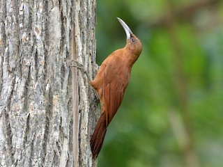  - Great Rufous Woodcreeper