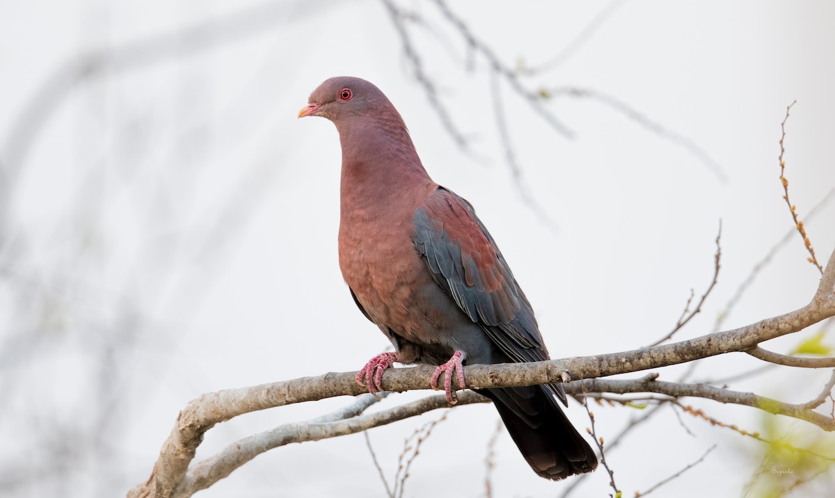 Pigeon à bec rouge - ML317365491