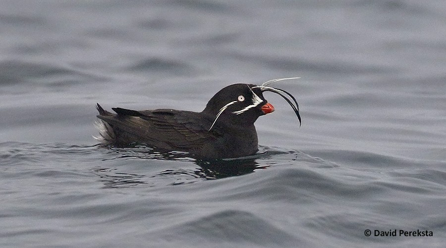 Bird Image