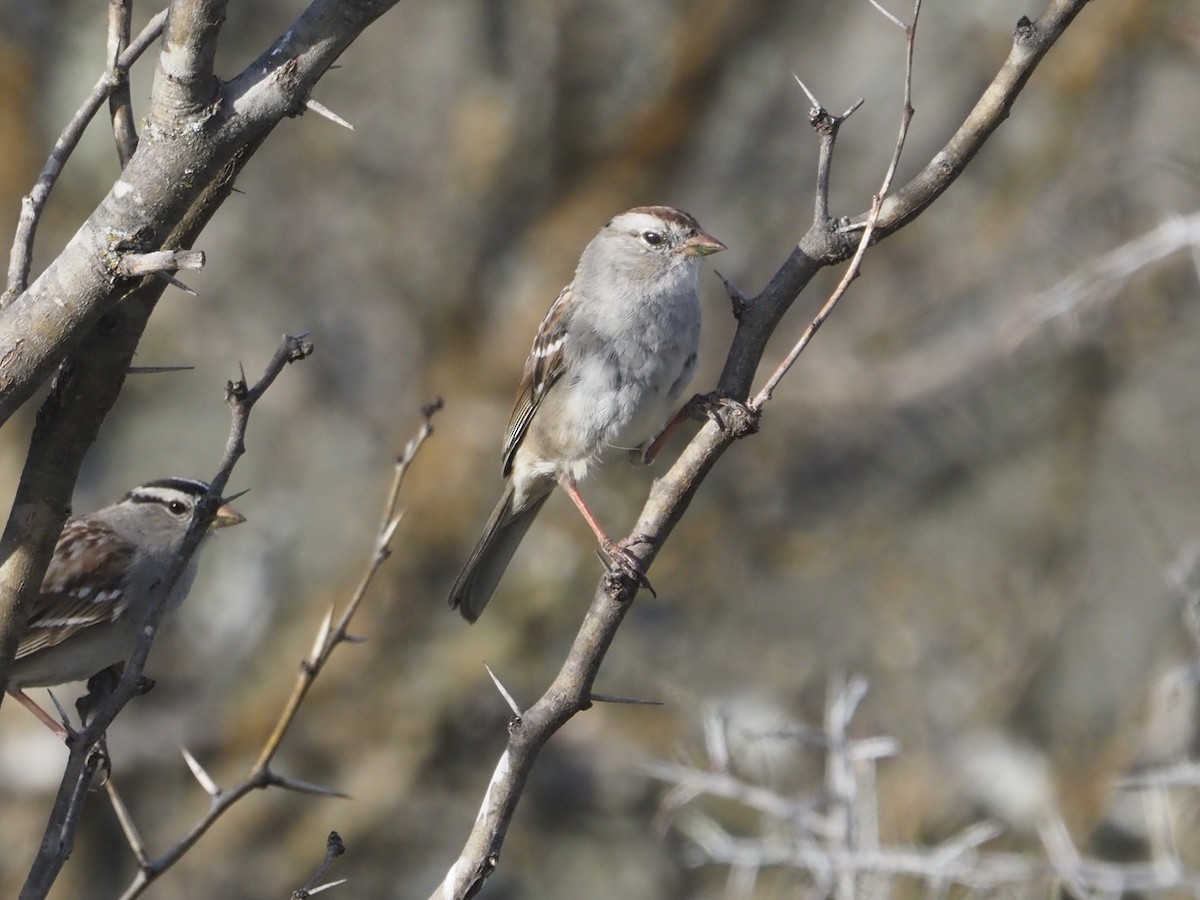 White-crowned Sparrow - ML317372371