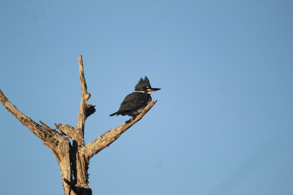 Belted Kingfisher - ML317375601