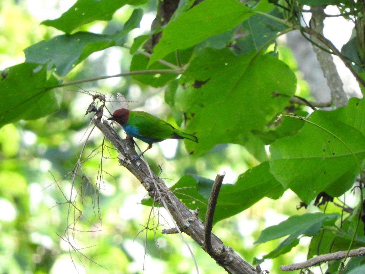 Bay-headed Tanager - ML317375751