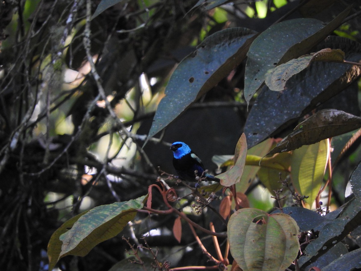 Blue-necked Tanager - ML317375851