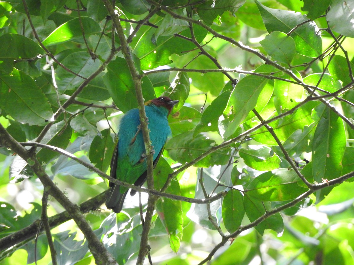 Bay-headed Tanager - ML317375871