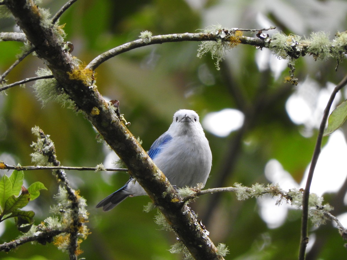 Blue-gray Tanager - ML317378251