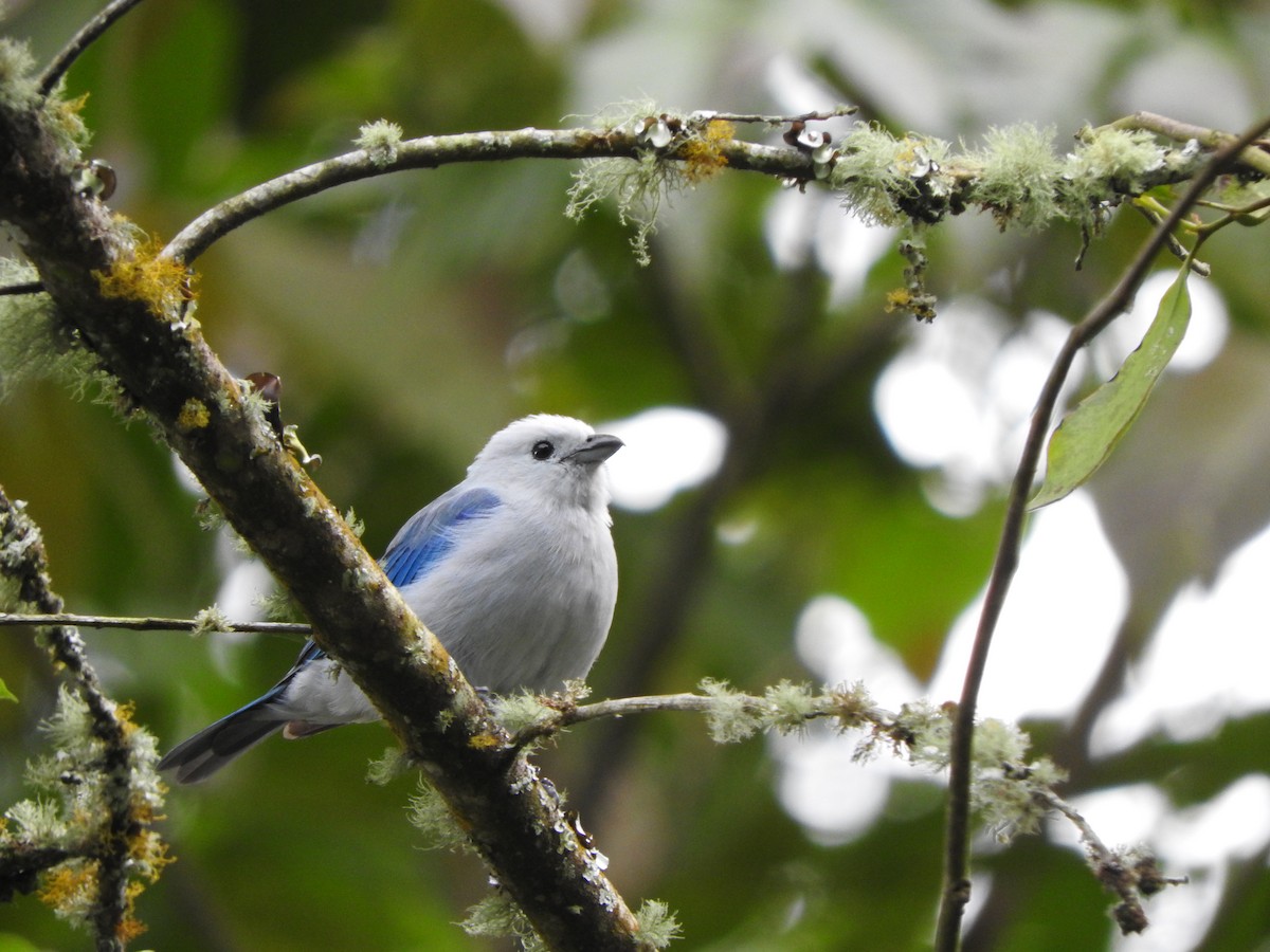 Blue-gray Tanager - ML317378271