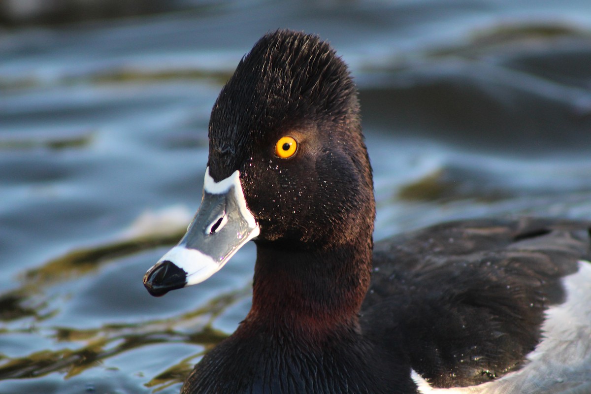 Ring-necked Duck - Ava Molnar
