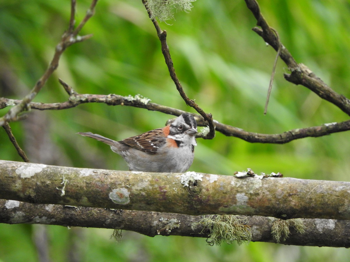 Rufous-collared Sparrow - Daniela  Souza