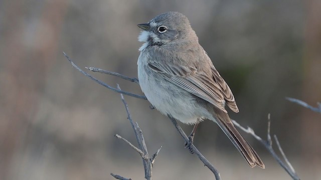 Bell's Sparrow (cinerea) - ML317380451