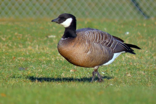 Cackling Goose - eBird