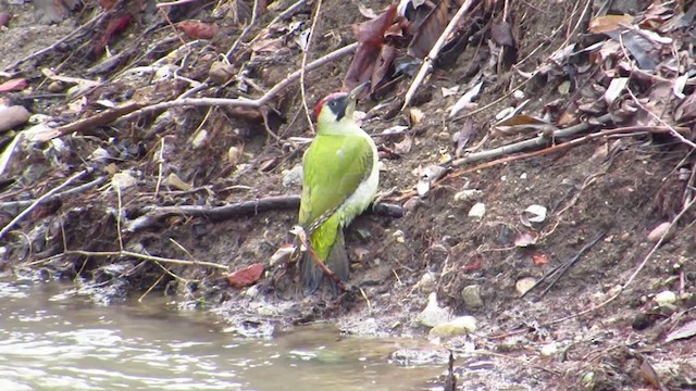 Eurasian Green Woodpecker - ML317386061