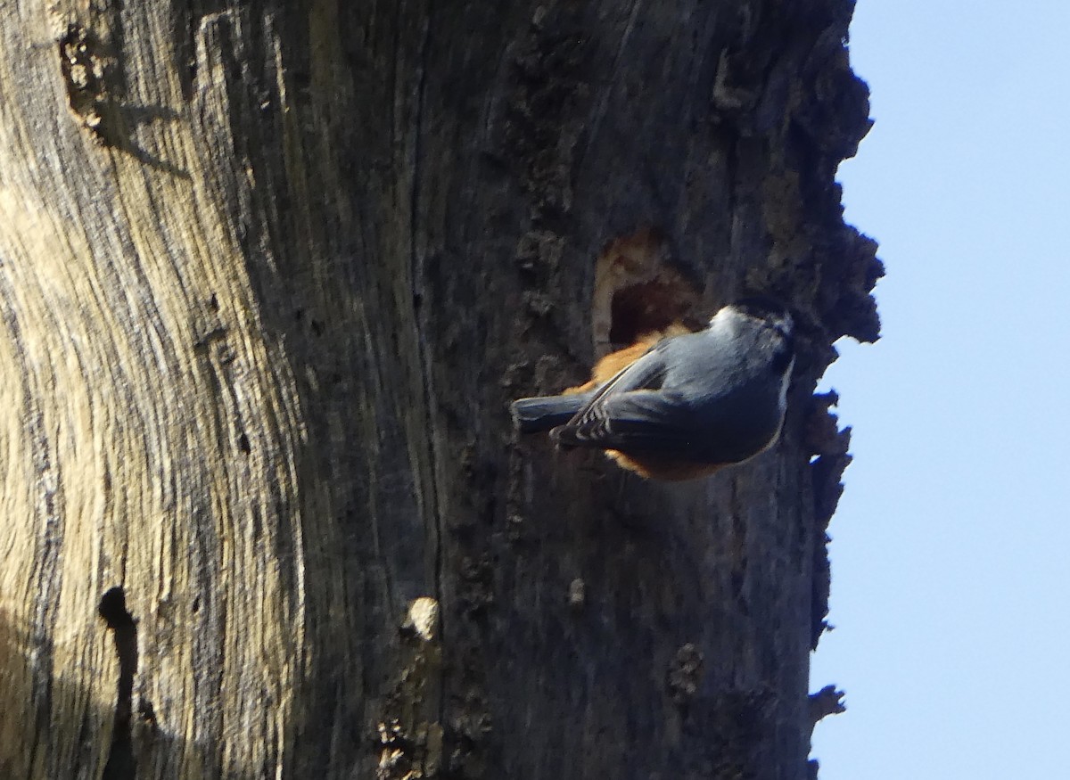 Red-breasted Nuthatch - ML317390341