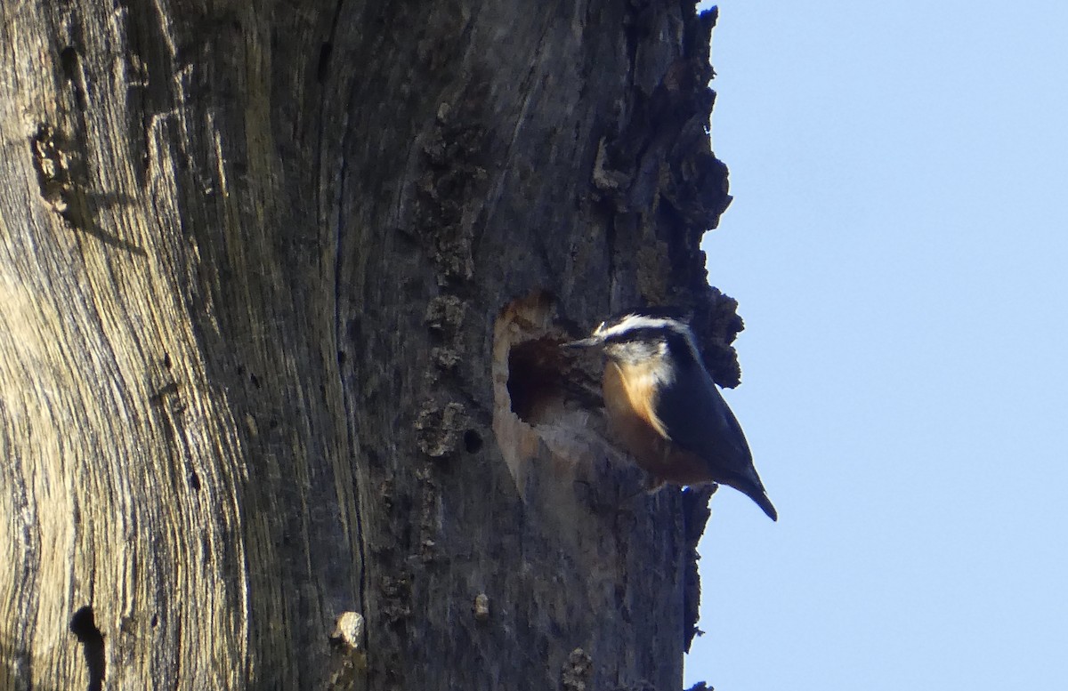 Red-breasted Nuthatch - ML317390441